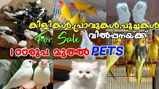 💖🔥100രൂപ മുതൽ Pets😍Fancy Pigeon🔥Exotic Birds💙Cat💞Sale Kerala❤‍🔥Pets Sale Kerala🤗Pets Sale Post Video