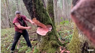 Logger - cutting down big tree with axe - tips.