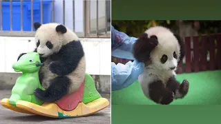 Wow😍cute panda compilation|Amazing Baby panda | Doing funny thing with ice💞