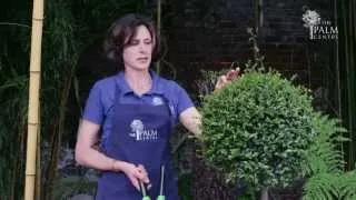 When To Trim Your Buxus