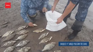 Больше 700 рыб выловили браконьеры в Красноярском водохранилище