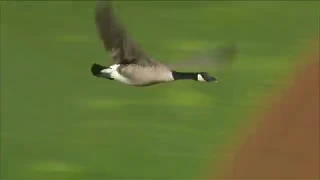 The Goose is Loose! Goose takes nasty hit into scoreboard at Angels game