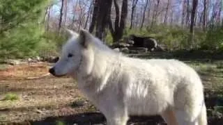 Atka's Morning Melody