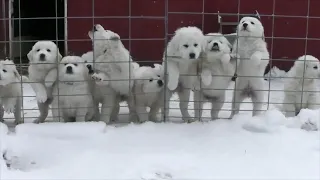 Feeding Great Pyrenees  Puppies