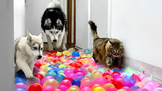 No One Will Get Through Here! Husky Puppies And Cats Against Water Balloons