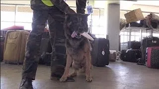 Kenya deploys sniffer dogs at airports for elephant ivory