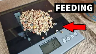 How MUch To Feed Pigeons