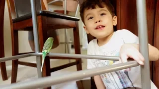 Parakeet Update - Pillow's Favorite Hangout | VLOG 163