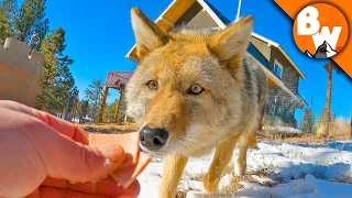 Coyote FINALLY Meets a Coyote!