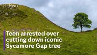 UK’s iconic Sycamore Gap tree cut down by ‘vandals’