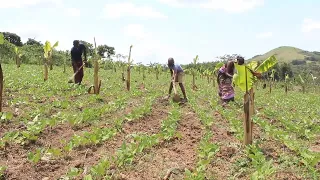 FARMING IN UGANDA: BEAN BUSINESS IMPROVING LIVELIHOOD IN UGANDA
