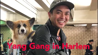 Yang Gang in Harlem