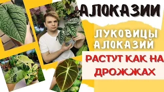 Как вырастить АЛОКАЗИЮ? Показываю от А до Я