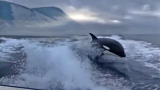 Касатки в Черном море у берегов Анапы