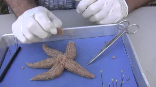 Starfish Dissection