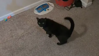 Happy Black Cat Meows