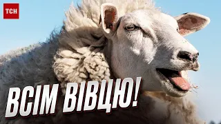 🐑🥰 Волинь дивує вівцями з хрестами! Як люди відроджують вівчарство і чим воно вигідне