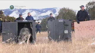 Colorado releases its first 5 gray wolves as part of reintroduction plan