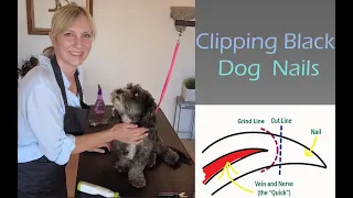 Clipping Black Dog Nails (with Grinding) - Gina's Grooming