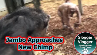 Twycross Zoo Chimpanzee Integration: Jambo's Response to Newcomer