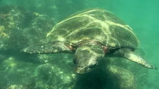 Sea Turtles & Orca!