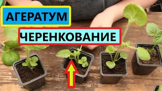 Агератум. Формировка и Черенкование для лучшего кущения растения.