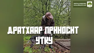 Дратхаар приносит утку