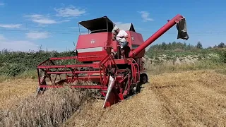 Żniwa 2020 Massey Ferguson 186.