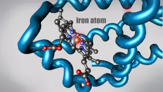 What is a Protein? Learn about the 3D shape and function of macromolecules
