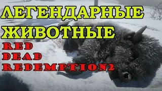 Все ЛЕГЕНДАРНЫЕ животные (RDR2)