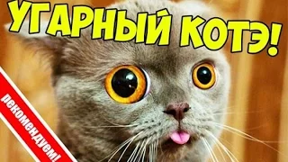 СМЕШНЫЕ КОТЫ И КОШКИ 2017 ПРИКОЛЫ С КОТАМИ И КОШКАМИ ЛУЧШИЕ