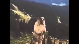 Prairie Dog Scream - When you have a bad day!