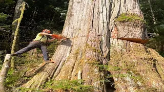 Dangerous Fastest Cutting Huge Tree Skills With Chainsaw, Logging Wood Truck and Woodworking Sawmill