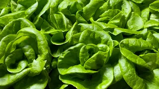 Tips for growing winter lettuce and other salad leaves | part 1