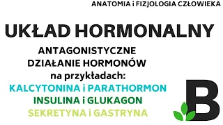 antagonistyczne działanie HORMONÓW układ hormonalny  - Anatomia człowieka KOREPETYCJE z BIOLOGII 301