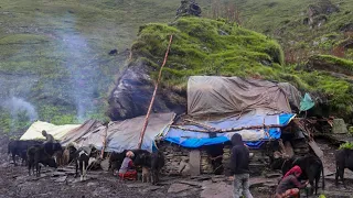 This is Himalayan Life । Nepal ।Ep-196। Himalyan Shepherd Life Nepal |Organic Food Cooking |Village