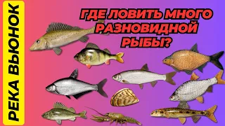 Русская Рыбалка 4. Ловля разновидной рыбы на реке Вьюнок, как где ловить!