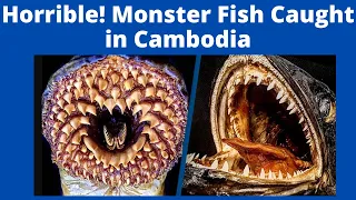 World's largest freshwater fish caught in Cambodia, Video went Viral