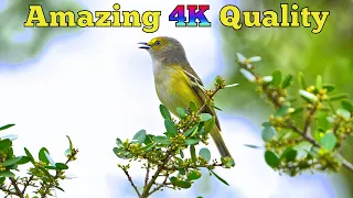 🥰 2023 Spring In Texas  🐦🦋  AMAZING 4K Footage! 🥰