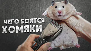 Чего Боятся Хомяки? 7 дней до халвинга! Как размещать оборудование