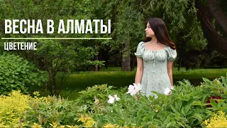 Весна в Алматы | Цветение