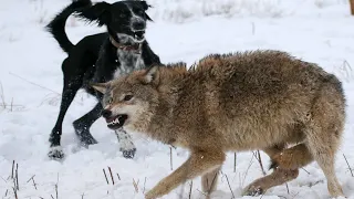 Воспитанный волками ПЁС не дал охотнику убить вожака, закрыв его своим телом