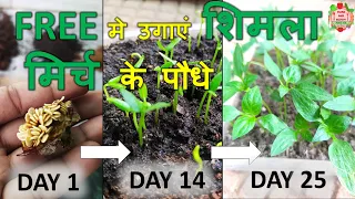 बिल्कुल मुफ़्त मे उगाएं शिमला मिर्च | Shimla mirch Ko beej se ugane ka tarika | How to Grow Capsicum