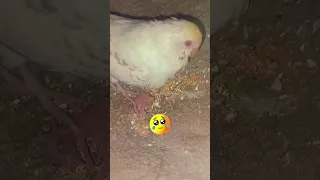 Budgie Mom Tried To Kill Her Baby