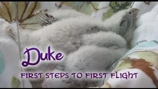 Duke the Lanner Falcon - First Steps to First Flight