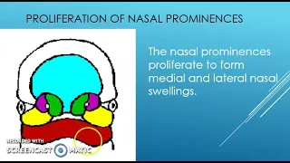 Development of nose