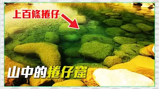 【CZB釣魚】意外探到一個都是捲仔的潭，裡面竟有上百條的捲仔！#何氏棘魞 #台灣路亞 Lure Fishing in Taiwan 台湾ルアー釣り 苗栗後龍