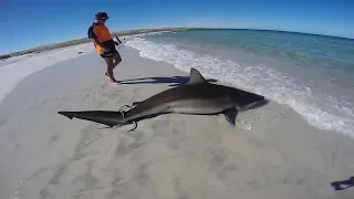 Huge Bronze Whaler Shark Caught Off The Beach