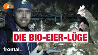 Bio-Eier: Massentierhaltung und Tierleid | frontal