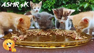 6 Week Old Kittens Eating Wet Food 4К /asmr cat eating 15